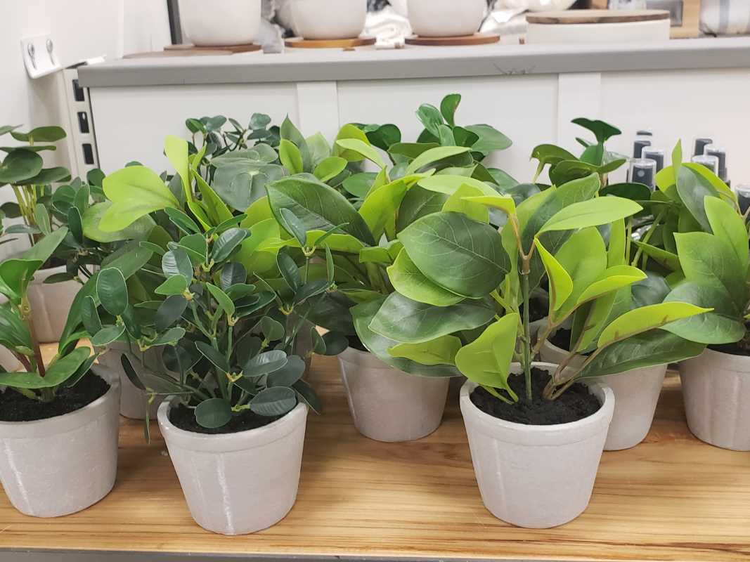 Hardy Indoor Plants Perfect for Busy Parents